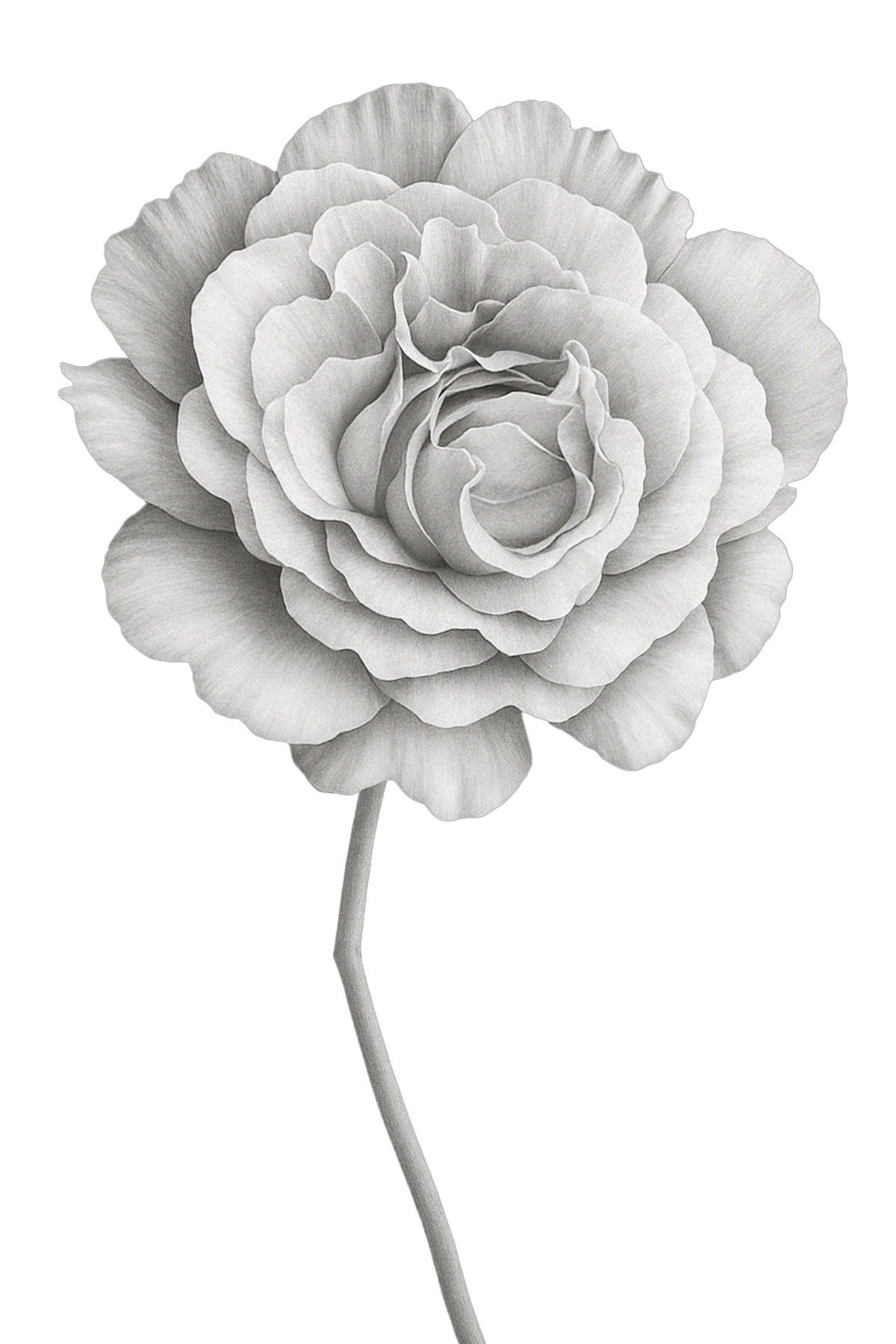Illustration botanique d’une rose de Damas
